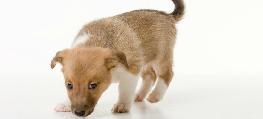 Puppy paternity best sale test
